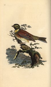 Zaunammer, Emberiza cirlus. Handkolorierte Kupferplatte gezeichnet und graviert von Edward Donovan aus seiner eigenen „Natural History of British Birds,“ London