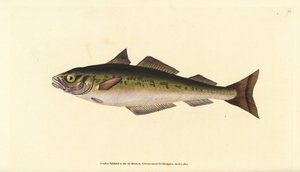 Köhler, Pollachius virens. Handkolorierte Kupferstich von Edward Donovan aus seiner Natural History of British Fishes, Donovan und F.C. und J. Rivington, London