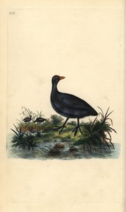 Blässhuhn, Fulica atra. Handkolorierter Kupferstich gezeichnet und gestochen von Edward Donovan aus seinem eigenen „Natural History of British Birds“, London von Edward Donovan