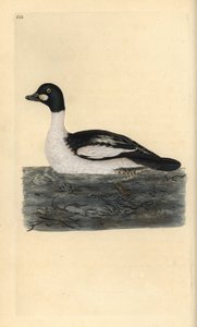 Schellente, Bucephala clangula. Handkolorierte Kupferstichgravur aus „Natural History of British Birds“ von Edward Donovan