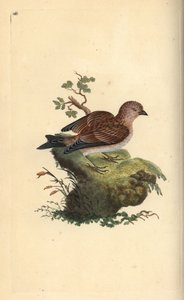 Gemeiner Bluthänfling, Carduelis cannabina. Handkolorierte Kupferstichzeichnung und -gravur von Edward Donovan aus seinem eigenen „Natural History of British Birds“, London
