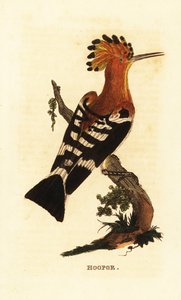 Wiedehopf, Upupa epops von Edward Donovan