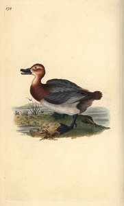 Tafelente, Aythya ferina (weiblich). Handkolorierte Kupferplatte von Edward Donovan aus seinem eigenen „Natural History of British Birds“ von Edward Donovan