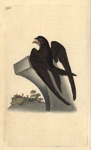 Mauersegler, Apus apus. Handkolorierte Kupferplatte von Edward Donovan aus seinem eigenen „Natural History of British Birds“ von Edward Donovan