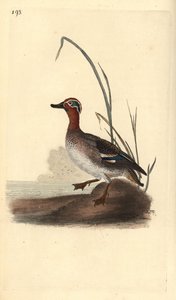 Krickente, Anas crecca, männlich. Handkolorierter Kupferstich gezeichnet und gestochen von Edward Donovan aus seinem eigenen „Natural History of British Birds“, London