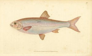 Döbel, Leuciscus leuciscus (Cyprinus leuciscus). Handkolorierte Kupferstichzeichnung und Gravur von Edward Donovan aus seiner Natural History of British Fishes, Donovan und F.C. und J. Rivington, London von Edward Donovan
