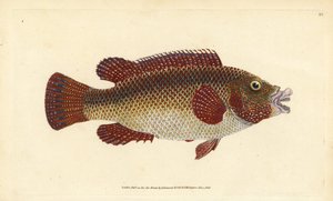 Ostatlantischer Pfauenlippfisch, Symphodus tinca. Handkolorierte Kupferstichzeichnung und -gravur von Edward Donovan aus seiner „Natural History of British Fishes“ von Edward Donovan