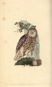 Sperlingskauz, Glaucidium passerinum. Handkolorierter Kupferstich gezeichnet und gestochen von Edward Donovan aus seinem eigenen „Natural History of British Birds“, London von Edward Donovan