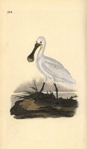 Löffler, Platalea leucorodia. Handkolorierte Kupferplatte gezeichnet und graviert von Edward Donovan aus seiner Natural History of British Birds, London von Edward Donovan