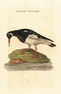 Austernfischer, Haematopus ostralegus von Edward Donovan