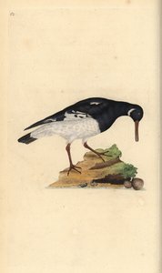Austernfischer, Haematopus ostralegus. Handkolorierter Kupferstich von Edward Donovan aus seiner eigenen „Natural History of British Birds“, London von Edward Donovan