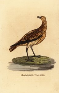 Goldregenpfeifer, Pluvialis apricaria von Edward Donovan