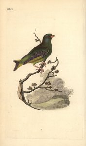 Grünfink (Carduelis chloris). Handkolorierter Kupferstich von Edward Donovan aus seinem Werk „Natural History of British Birds“, London