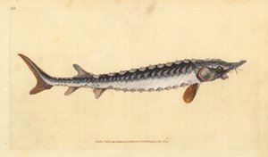 Europäischer oder Gemeiner Stör. Kritisch gefährdet. Handkolorierte Kupferplatte gezeichnet und graviert von Edward Donovan aus seiner Natural History of British Fishes, Donovan und F.C. und J. Rivington, London von Edward Donovan