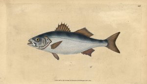 Europäischer Wolfsbarsch, Dicentrarchus labrax. Handkolorierte Kupferstich von Edward Donovan aus seiner Natural History of British Fishes, Donovan und F.C. und J. Rivington, London von Edward Donovan