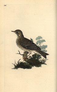 Baumpieper, Anthus trivialis. Handkolorierte Kupferplatte von Edward Donovan aus seinem eigenen „Natural History of British Birds“