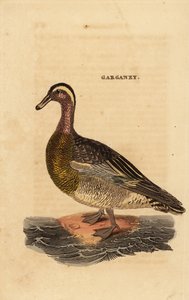 Knäkente, Spatula querquedula, kleine Schwimmente von Edward Donovan