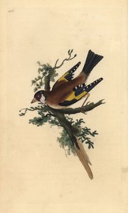Stieglitz, Carduelis carduelis. Handkolorierte Kupferstich von Edward Donovan aus seiner Natural History of British Birds, London