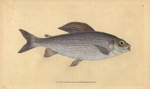 Äsche, Thymallus thymallus. Handkolorierte Kupferstichzeichnung und -gravur von Edward Donovan aus seiner „Natural History of British Fishes“