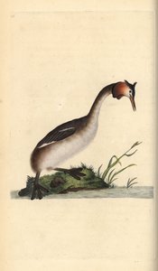 Haubentaucher, Podiceps cristatus. Handkolorierter Kupferstich von Edward Donovan aus seiner eigenen „Natural History of British Birds“, London