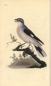Raubwürger (weiblich), Lanius excubitor. Handkolorierte Kupferstich von Edward Donovan aus seiner Natural History of British Birds, London von Edward Donovan