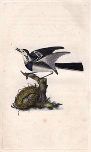 Graue Bachstelze. Motacilla alba. Kupferstich von Edward Donovan (1768-1837), veröffentlicht in Histoire naturelle des oiseaux britanniques, London