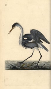 Graureiher, Ardea cinerea. Handkolorierte Kupferstichzeichnung und -gravur von Edward Donovan aus seiner Natural History of British Birds, London von Edward Donovan