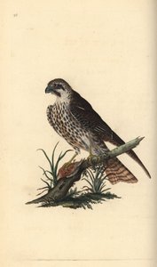Baumfalke, Falco subbuteo, mit einem Fuß auf einem toten Vogel. Handkolorierte Kupferstichzeichnung und -gravur von Edward Donovan aus seiner „Natural History of British Birds“
