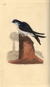 Mehlschwalbe, Delichon urbicum, auf einem Schornstein sitzend. Handkolorierte Kupferstichzeichnung und -gravur von Edward Donovan aus seinem eigenen „Natural History of British Birds“, London von Edward Donovan
