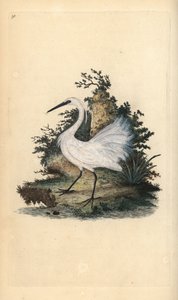 Seidenreiher, Egretta garzetta. Handkolorierte Kupferplatte gezeichnet und graviert von Edward Donovan aus seiner eigenen „Natural History of British Birds,“ London