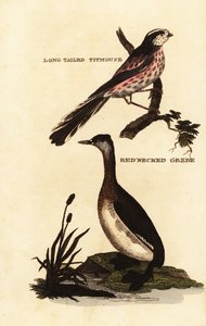 Schwanzmeise oder Langschwanzmeise, Aegithalos caudatus und Rothalstaucher, Podiceps grisegena