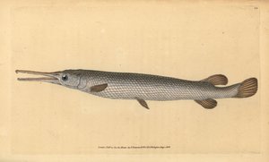 Langnasenhecht, Lepisosteus osseus. Handkolorierte Kupferstichzeichnung und -gravur von Edward Donovan aus seiner „Natural History of British Fishes“, Donovan und F.C. und J. Rivington, London