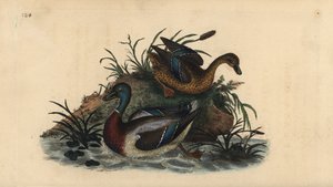 Stockenten, Anas platyrhynchos, Männchen und Weibchen. Handkolorierte Kupferstichgravur aus „Natural History of British Birds“ von Edward Donovan