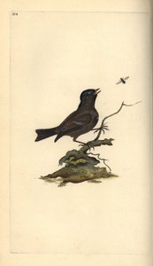 Sumpfmeise, Poecile palustris. Handkolorierte Kupferplatte gezeichnet und graviert von Edward Donovan aus seiner Natural History of British Birds, London von Edward Donovan