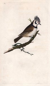 Haubenmeise. Lopophanes cristatus cristatus. Kupferstich von Edward Donovan (1768-1837), veröffentlicht in „Histoire naturelle des oiseaux britanniques“, London