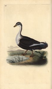 Moschusente (Cairina moschata). Handkolorierter Kupferstich von Edward Donovan aus seinem Werk „Natural History of British Birds“, London von Edward Donovan