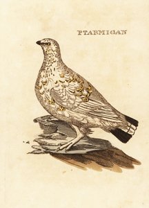 Moorschneehuhn oder Weißwild, Lagopus lagopus