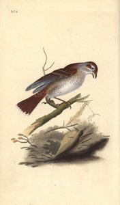 Neuntöter (weiblich), Lanius collurio. Handkolorierter Kupferstich gezeichnet und gestochen von Edward Donovan aus seinem eigenen „Natural History of British Birds“, London von Edward Donovan