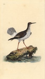 Rotschenkel, Tringa totanus. Handkolorierte Kupferstichgravur aus „Natural History of British Birds“ von Edward Donovan