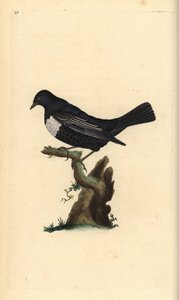 Ringdrossel, Turdus torquatus. Handkolorierte Kupferplatte gezeichnet und graviert von Edward Donovan aus seiner Natural History of British Birds, London