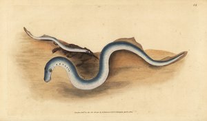 Flussneunauge, Lampetra fluviatilis (Lampern oder kleines Neunauge, Petromyzon fluviatilis). Handkolorierte Kupferplatte gezeichnet und graviert von Edward Donovan aus seiner Natural History of British Fishes, Donovan und F.C. und J. Rivington, London