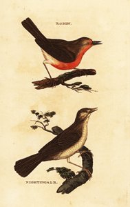 Rotkehlchen, Erithacus rubecula, und Nachtigall, Luscinia megarhynchos von Edward Donovan