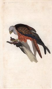 Roter Milan. Milvus milvus. Kupferstich von Edward Donovan (1768-1837), veröffentlicht in „Histoire naturelle des oiseaux britanniques“, London von Edward Donovan