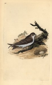 Uferschwalbe, Riparia riparia, mit Nest und Ei. Handkolorierter Kupferstich gezeichnet und gestochen von Edward Donovan aus seinem eigenen „Natural History of British Birds“ (1794-1819) von Edward Donovan