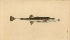 Seestichling, Spinachia spinachia. Handkolorierte Kupferstichzeichnung und -gravur von Edward Donovan aus seiner „Natural History of British Fishes“, Donovan und F.C. und J. Rivington, London von Edward Donovan