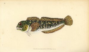 Schleimfisch, Lipophrys pholis. Handkolorierte Kupferstichzeichnung und -gravur von Edward Donovan aus seiner „Natural History of British Fishes“, Donovan und F.C. und J. Rivington, London von Edward Donovan