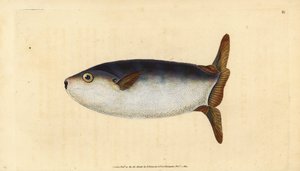 Schlanker Sonnenfisch, Ranzania laevis (Trunkierter Sonnenfisch, Tetrodon truncatus) von Edward Donovan