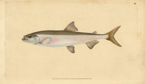 Stint, Osmerus eperlanus (Salmo eperlanus) von Edward Donovan