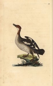 Zwergsäger, Mergellus albellus, Weibchen. Handkolorierte Kupferstichzeichnung und -gravur von Edward Donovan aus seinem eigenen „Natural History of British Birds“, London