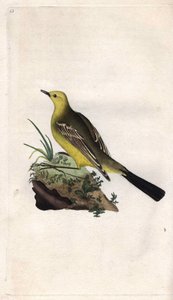 Schafstelze (Motacilla flava). Kupferstich von Edward Donovan, veröffentlicht in Histoire naturelle des oiseaux britanniques, London